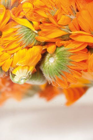 FLEUR DE CALENDULA 500G BIO CDC